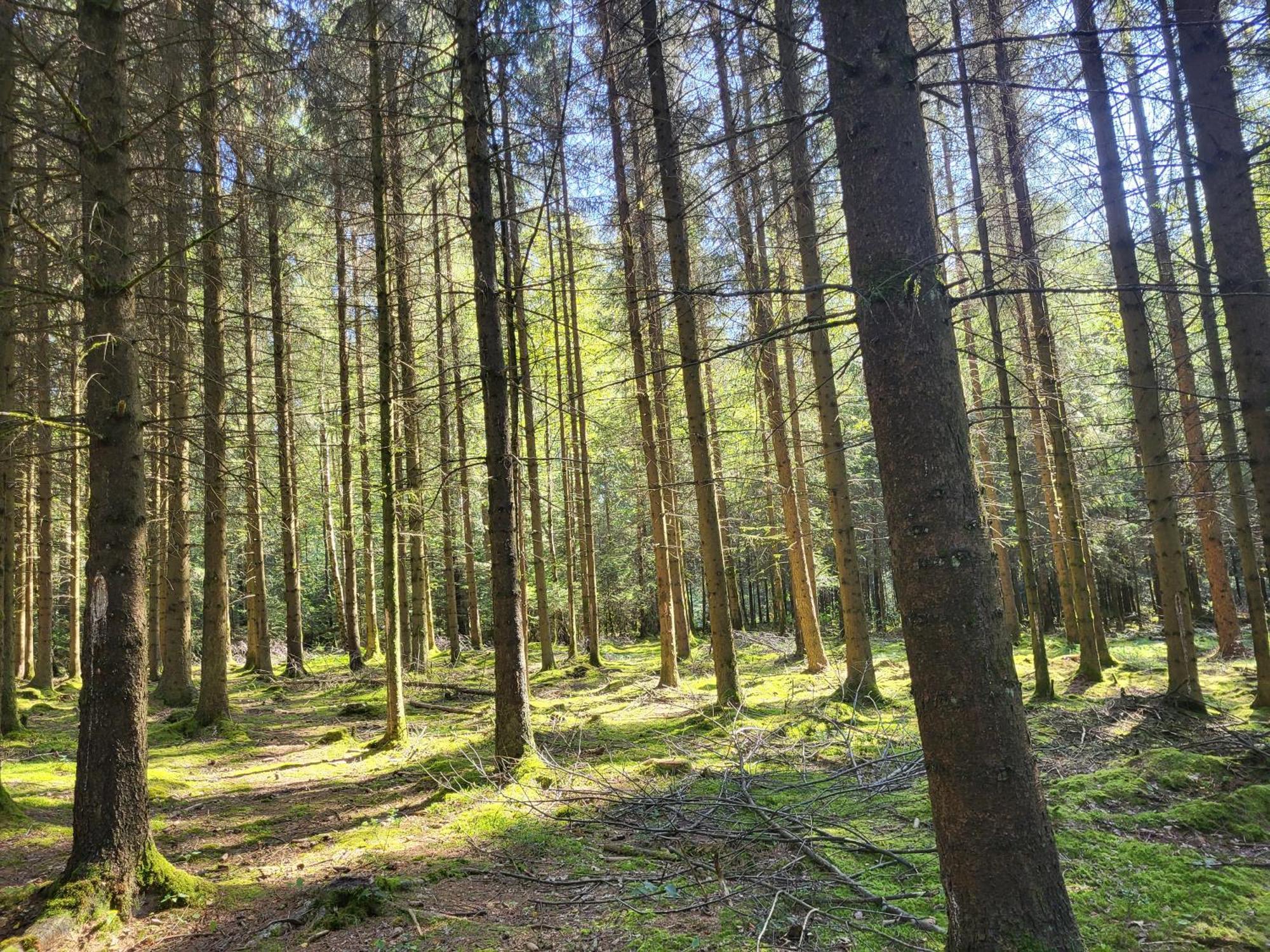 Die Alte Schule Haeuschen St. Vith Zewnętrze zdjęcie